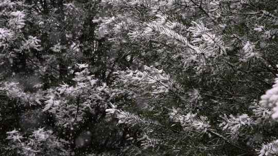 寒冷冬季公园松树雪花大雪空境升格