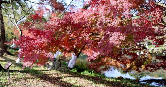 杭州西湖花港观鱼秋天火红的枫树枫叶