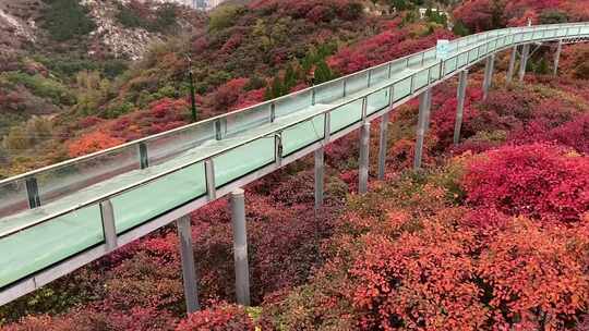 山东淄博博山柿岩古村，秋季满山红叶景观