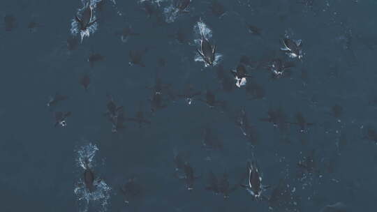 跳出南极洲海水中的巴布亚企鹅视频素材模板下载