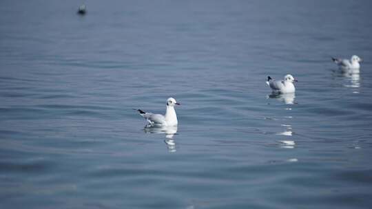 洱海中漂浮着的海鸥