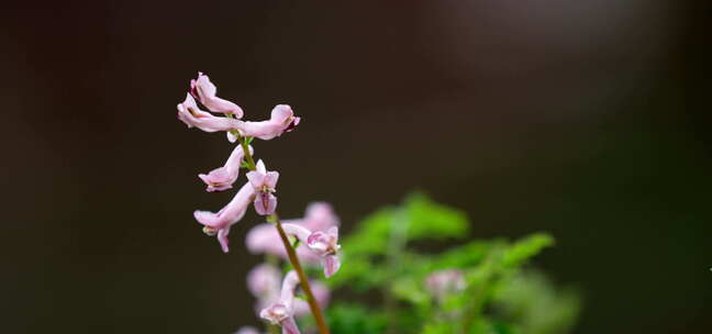 花 绿叶 细雨