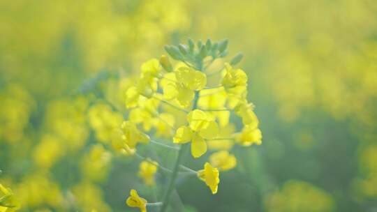 油菜花唯美意境春暖花开