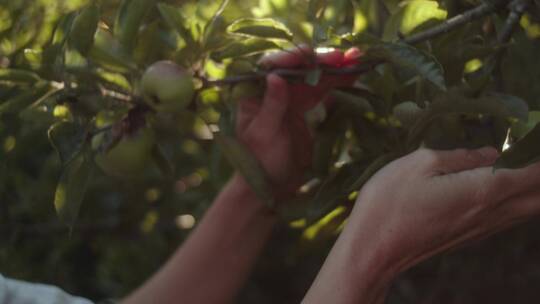 农民抓着结着苹果的树枝