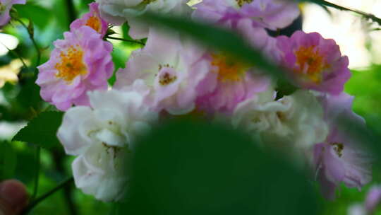 春天蔷薇花花朵开放4K视频素材模板下载