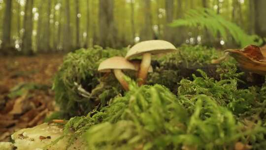 微距拍摄自然状态下蘑菇视频素材模板下载