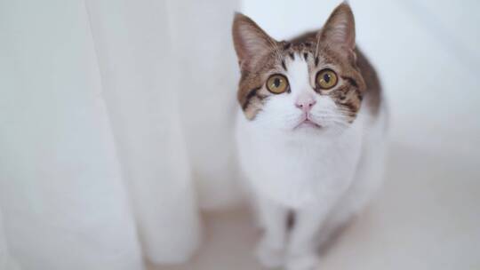 可爱萌猫表情动作合集4k视频素材视频素材模板下载