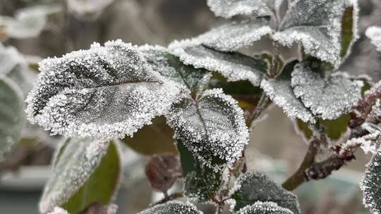 冬天下霜的植物