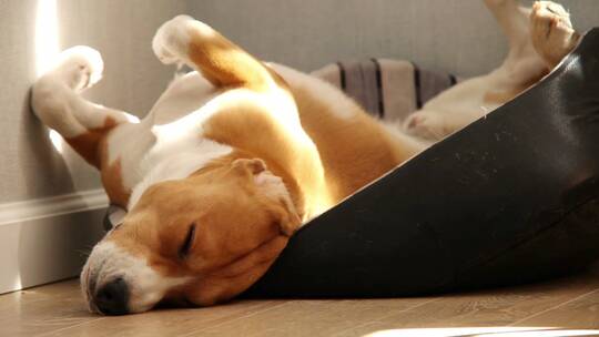 狗狗在屋里午睡视频素材模板下载