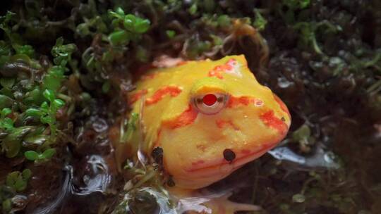 升格实拍微距拍摄苔藓中的角蛙