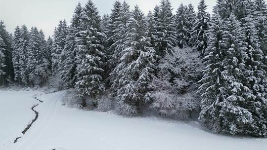 森林 冬季 雪景 树木