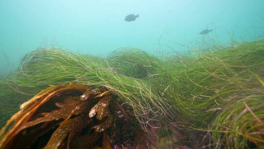 海底海草鱼类海洋生物