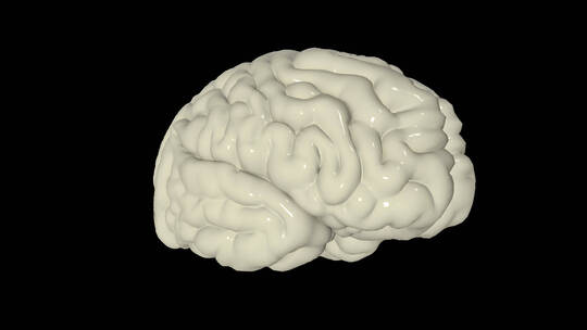 医学 大脑 脑科学 三维 脑ct1 模型