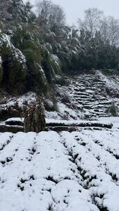 雪景 踏雪进山 雪中行 大雪