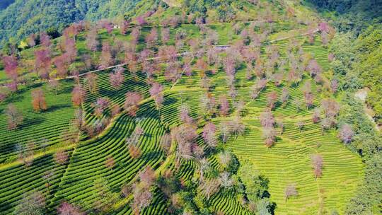 大理南涧无量山樱花谷