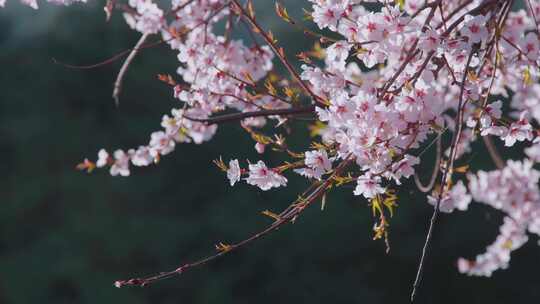 桃花盛开春季粉红色桃花