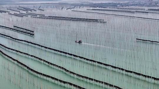 海洋养殖海带紫菜养殖业航拍福建霞浦