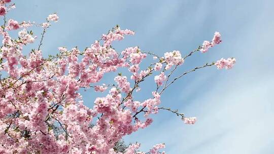 春天的樱花季视频素材模板下载