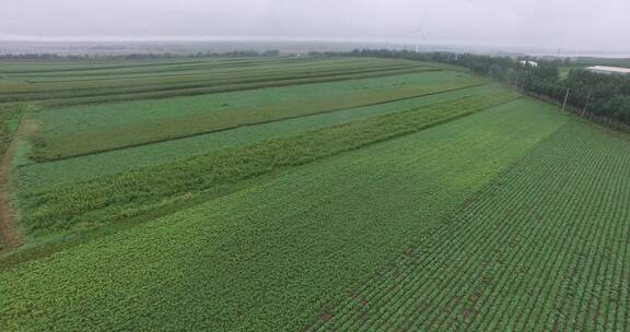 板蓝根种植基地航拍