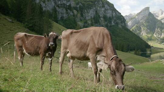  阿尔卑斯山山脚下放牧的奶牛视频素材模板下载