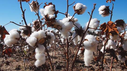 棉花地里成熟的棉花