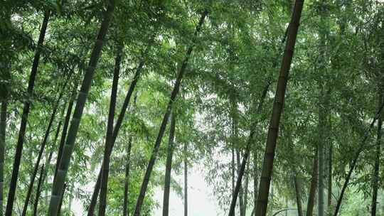 下雨天茂密的竹林枝叶繁茂生机勃勃的景象