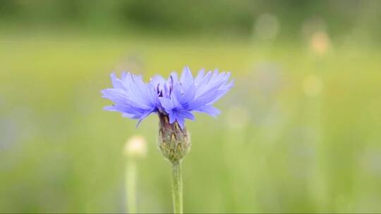 美丽的蓝色矢车菊