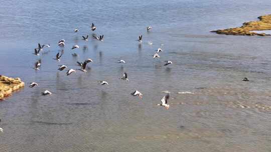 航拍三江源保护区自然环境水鸟飞翔鸟类飞翔