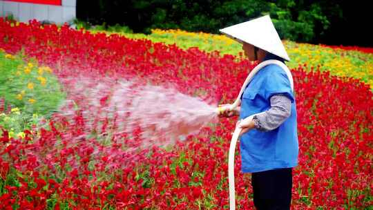 大妈给花浇水