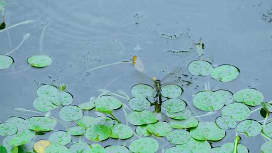 杭州西湖郭庄雨中蜻蜓点水产卵