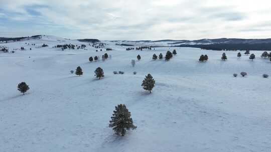 呼伦贝尔冬季白色雪原绿色松林