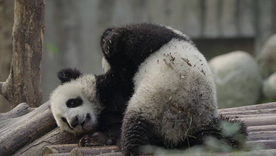 两只可爱的大熊猫幼崽玩耍摔跤嬉戏
