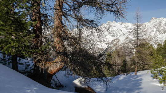 冬季阿尔卑斯山脉的阳光森林