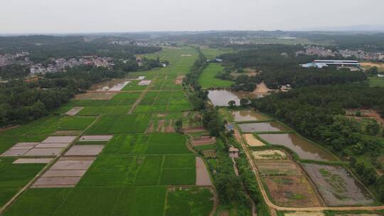 航拍绿色农田农业种植水稻