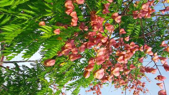 蜂花蜜合集