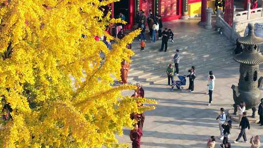 长沙洗心禅寺银杏航拍