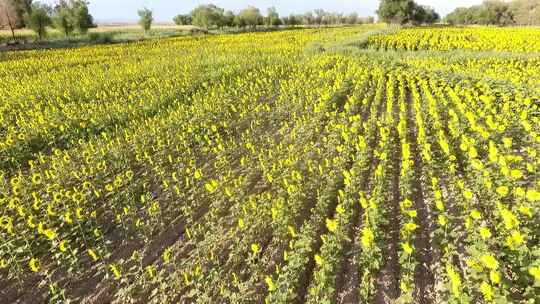 秋天丰收的葵花