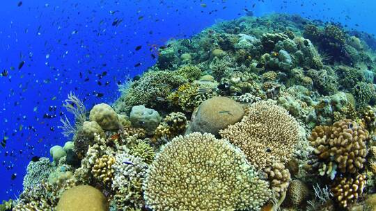 海底世界 珊瑚礁