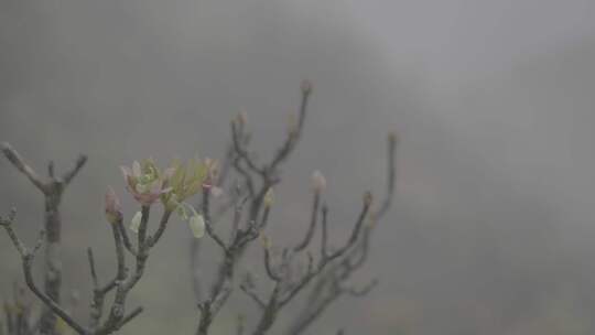 春天，信宜钱排春雨，烟雨大山乡村云雾缭绕视频素材模板下载