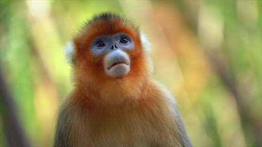 金丝猴子猕猴小猴子幼崽猴群猴王野猴子动物视频素材模板下载