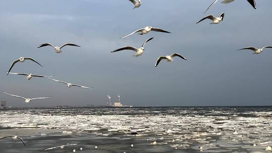 慢镜头冬天海面上飞翔的海鸥群