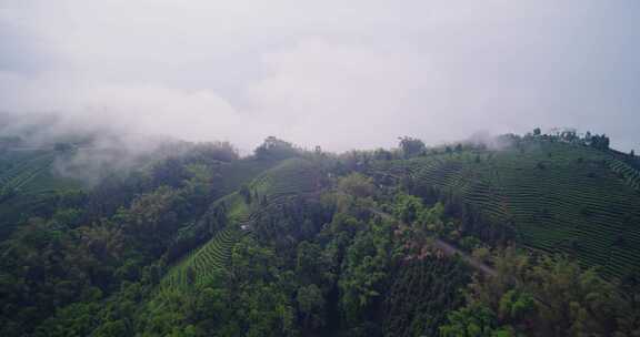 8K-高山有机生态茶园云雾缭绕的茶园风光