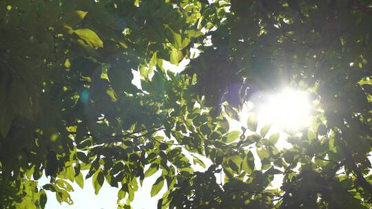 树林阳光穿透树叶风吹森林中穿行树丛大自然视频素材模板下载