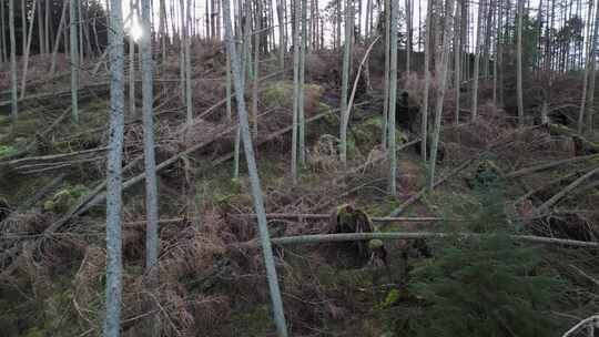 英国多莉被强风暴破坏的森林鸟瞰图
