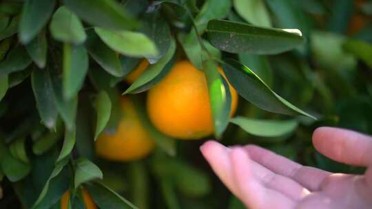 农民采摘橘子橙子视频素材模板下载