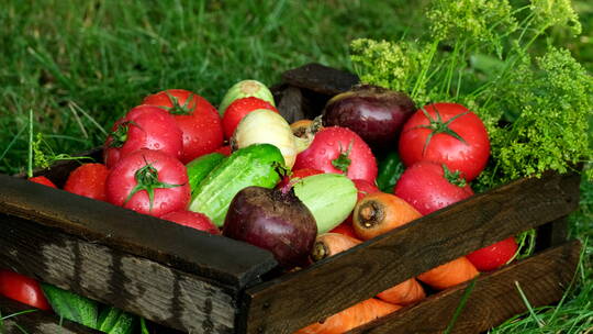 新鲜绿色无公害有机营养蔬菜水果食材展示