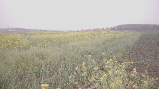 常州溧阳北山桃园桃花茶具庄园航拍素材