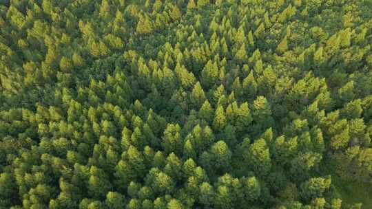 4K高清航拍-针叶林风景