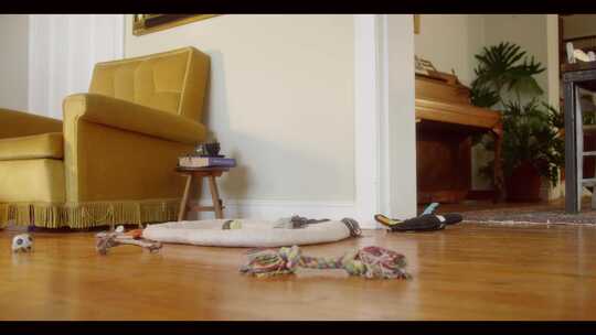 哈巴狗在房间的木地板上玩玩具