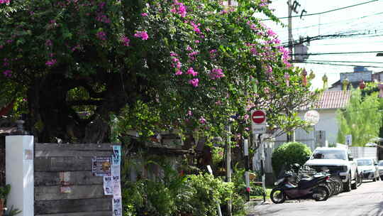 泰国清迈绿植花园街道街景
